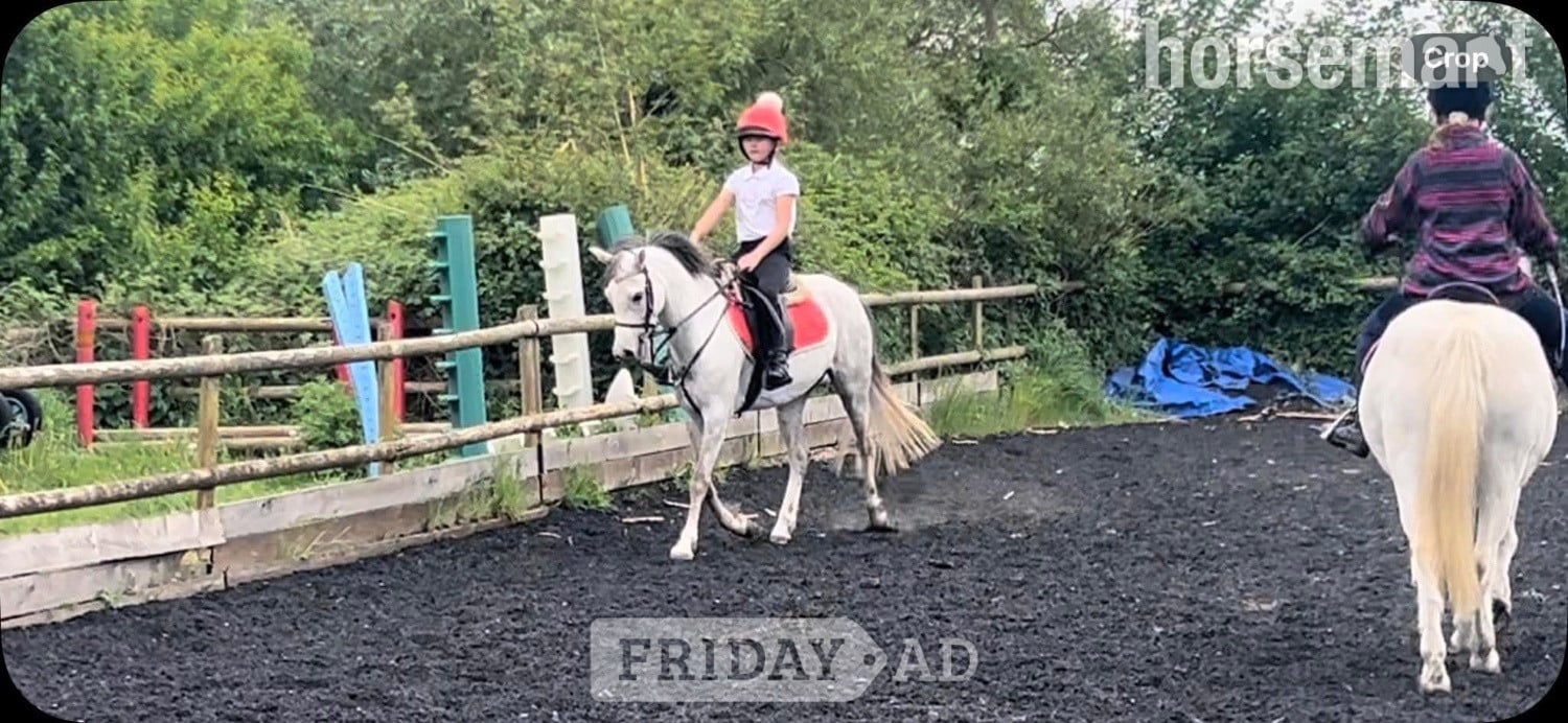 "Gwithian flora" Grey Mare Showing Horse in Lutterworth