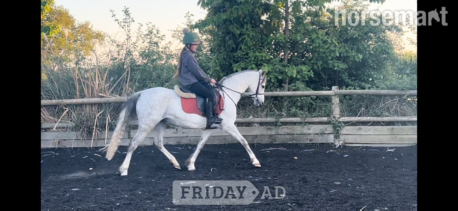 "Gwithian flora" Grey Mare Showing Horse
