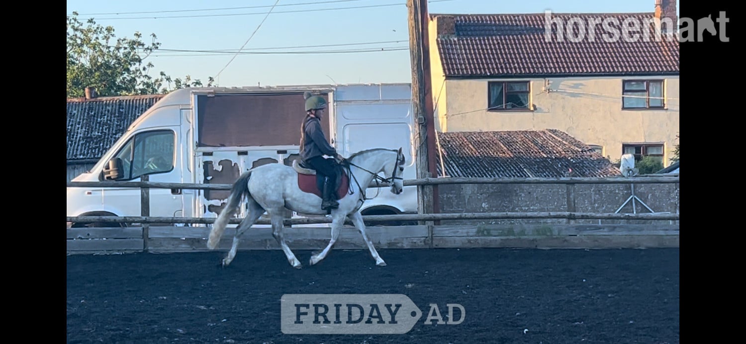 Lutterworth "Gwithian flora" Grey Mare Showing Horse