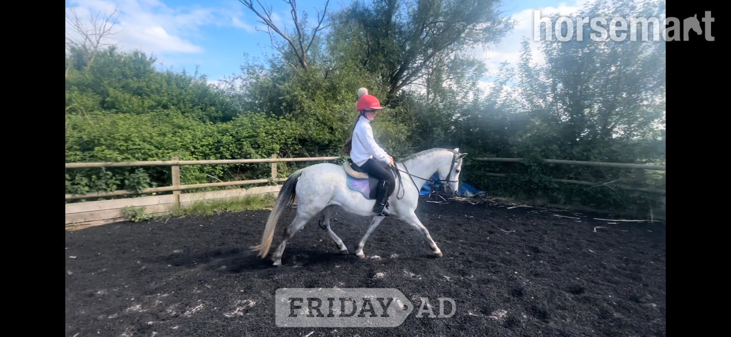 "Gwithian flora" Grey Mare Showing Horse - Horses in Lutterworth