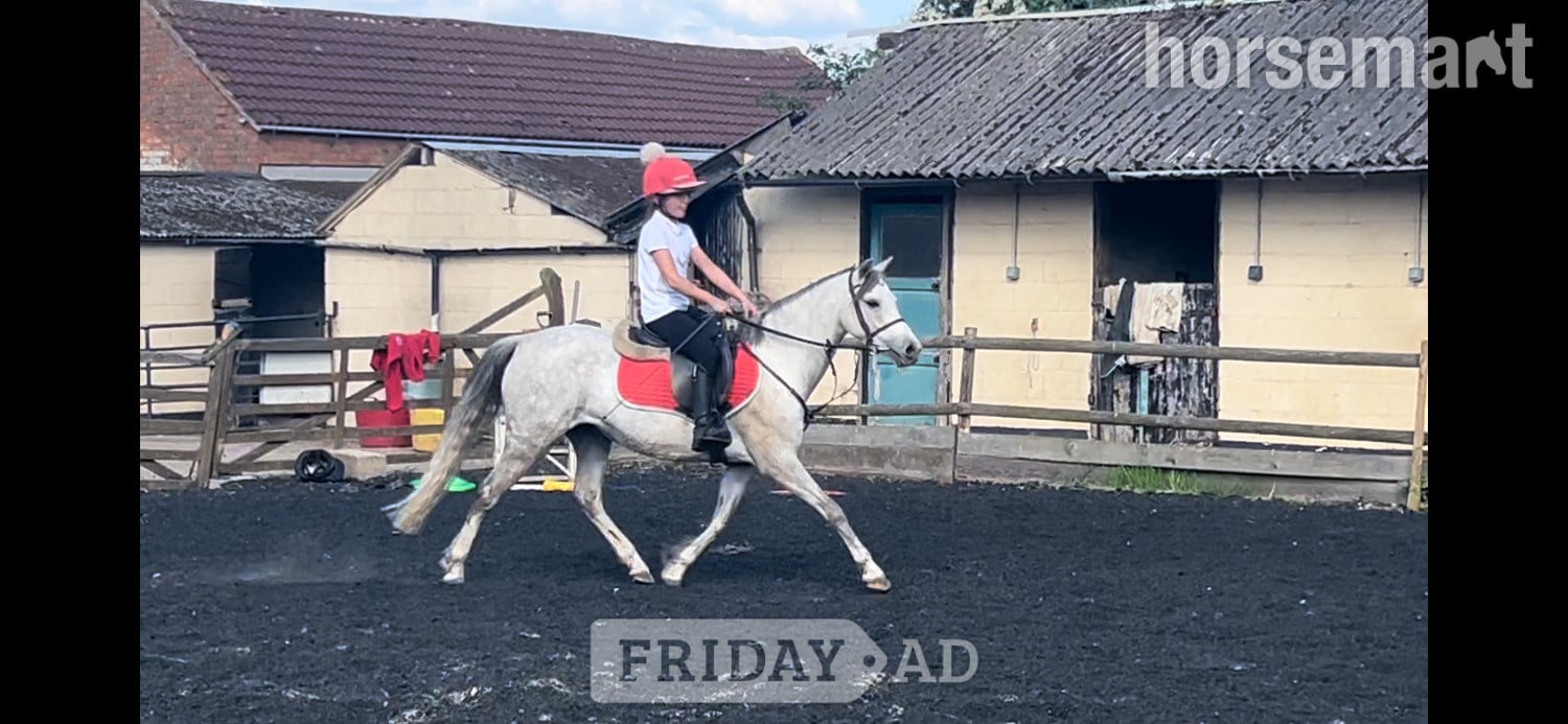 "Gwithian flora" Grey Mare Showing Horse - Horses