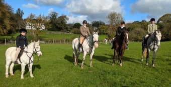 "Rosi"  Mare Cob/Heavy Horse