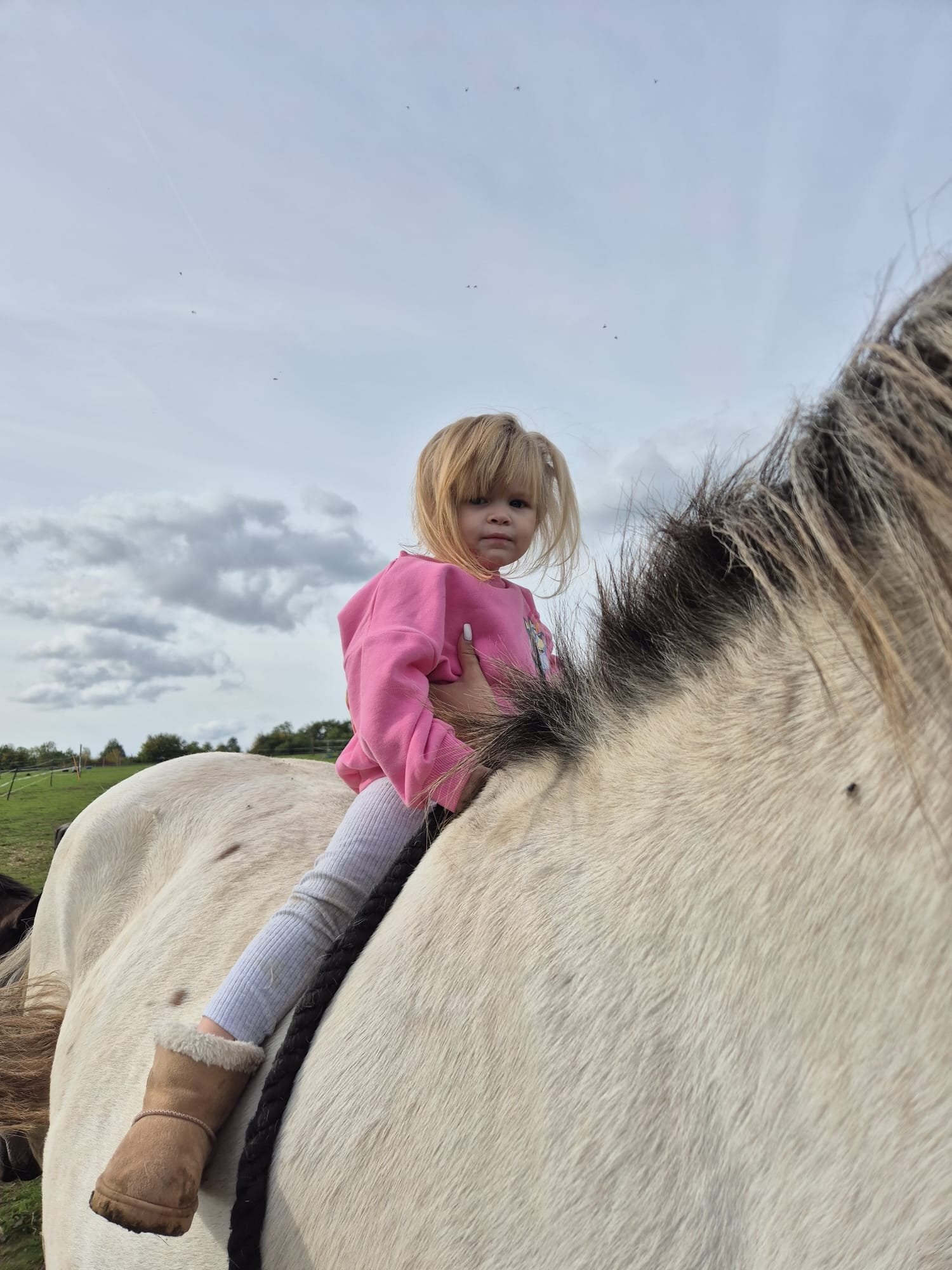 Fishguard "Rosi"  Mare Cob/Heavy Horse