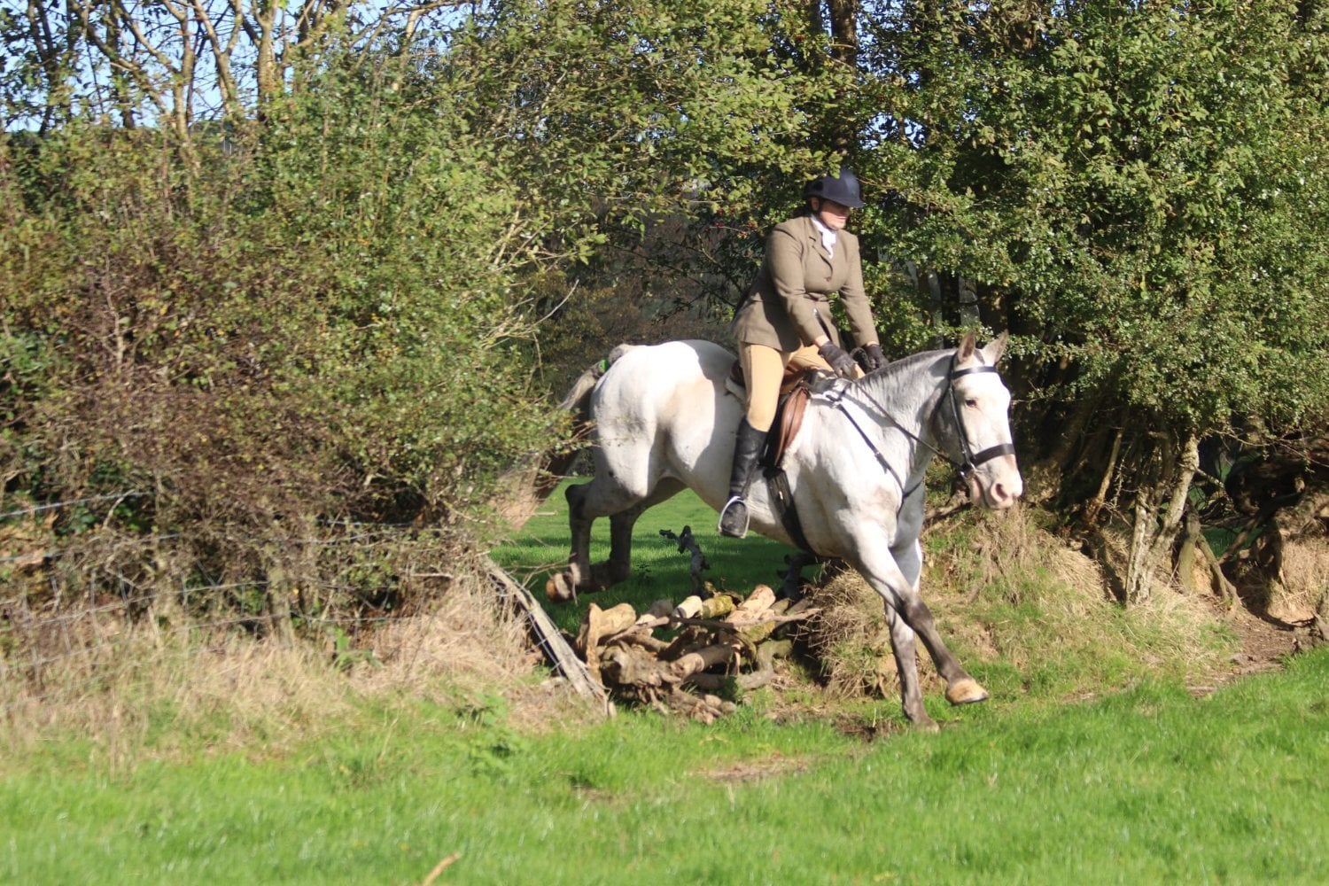 "Rosi"  Mare Cob/Heavy Horse - Horses in Fishguard