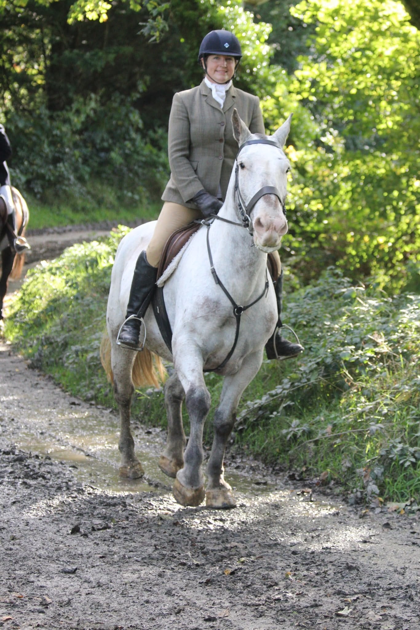 "Rosi"  Mare Cob/Heavy Horse - Horses