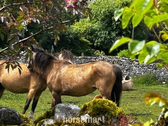 "Lavender " Dun Mare Mountain & Moorland Pony
