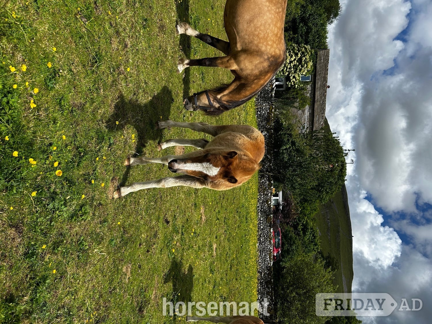 "Lavender " Dun Mare Mountain & Moorland Pony - Horses in Skipton