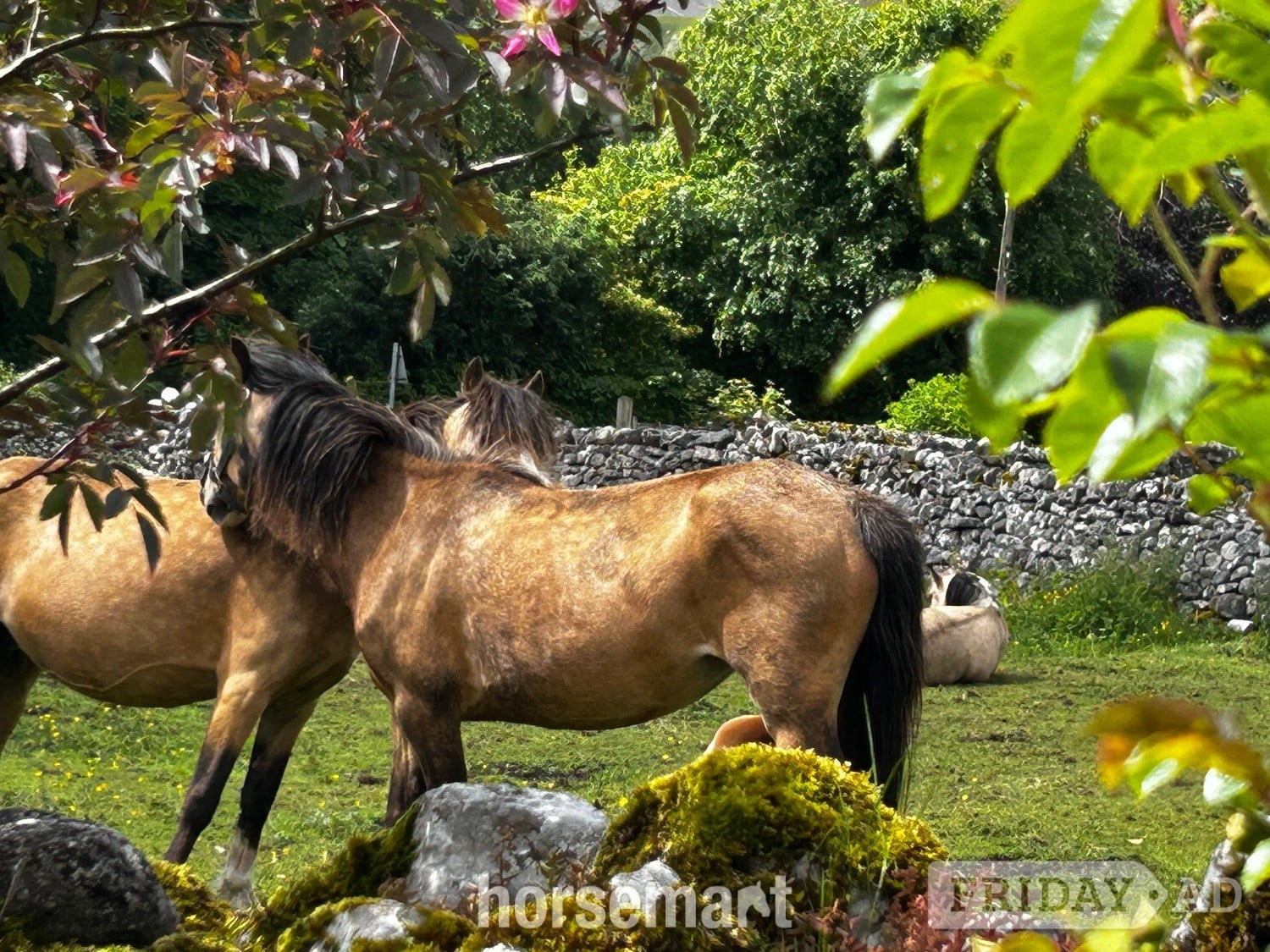 "Lavender " Dun Mare Mountain & Moorland Pony in Skipton