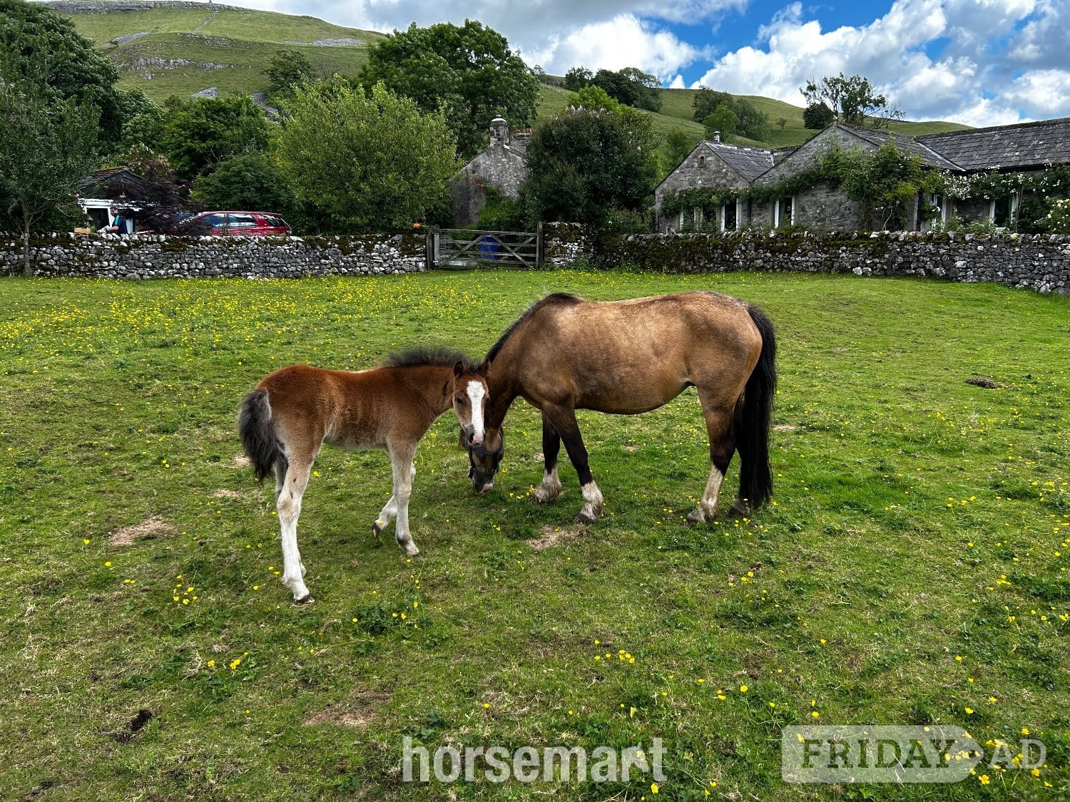 "Lavender " Dun Mare Mountain & Moorland Pony - Horses