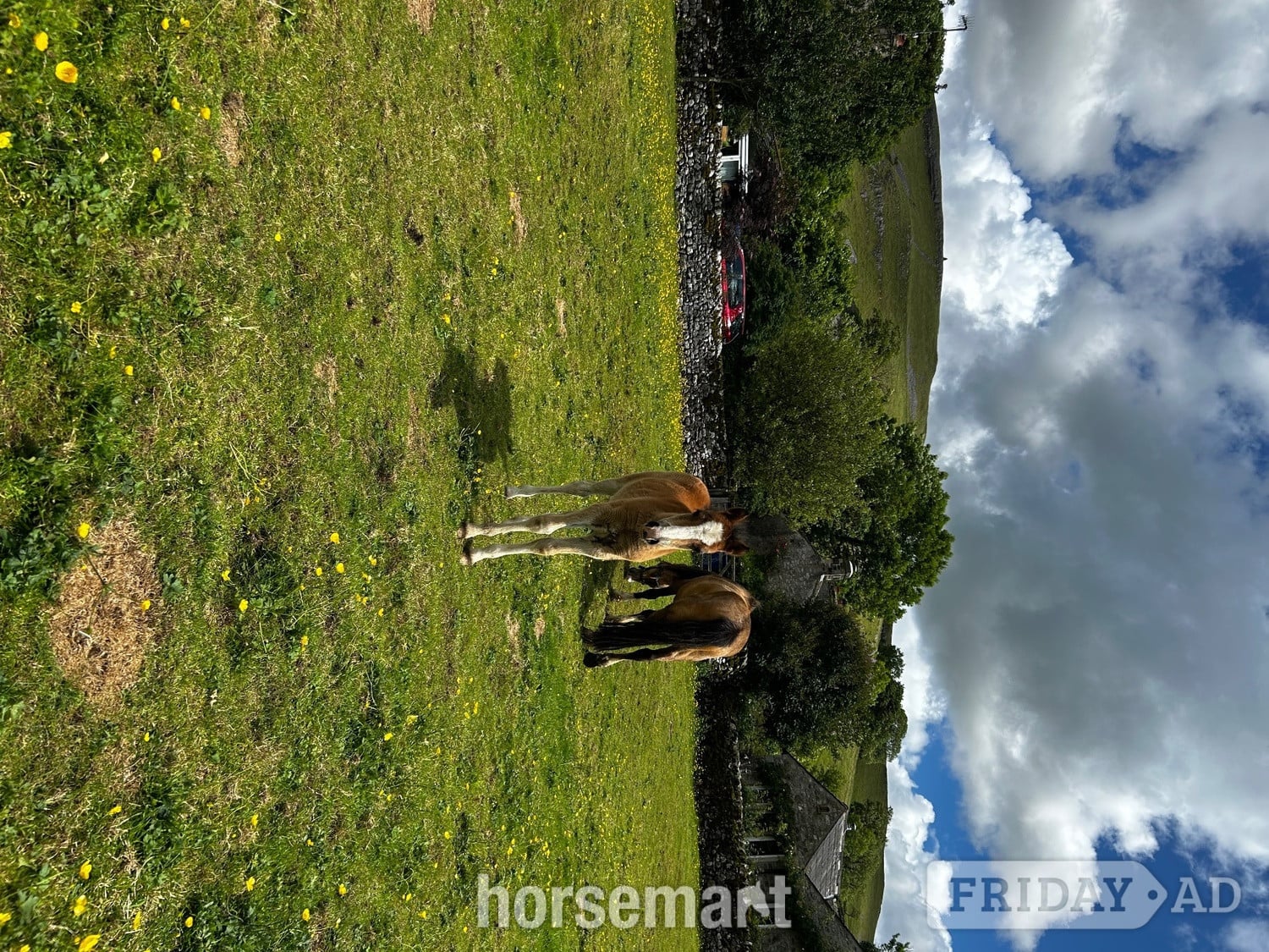 Skipton "Lavender " Dun Mare Mountain & Moorland Pony