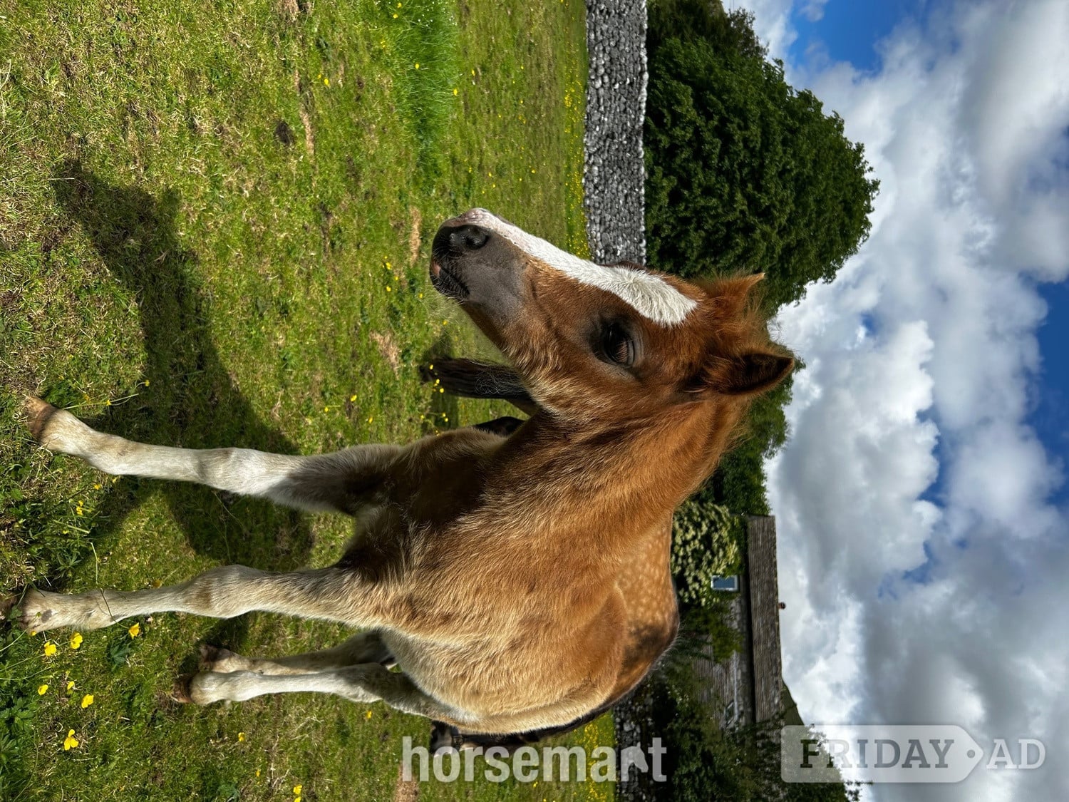 "Lavender " Dun Mare Mountain & Moorland Pony