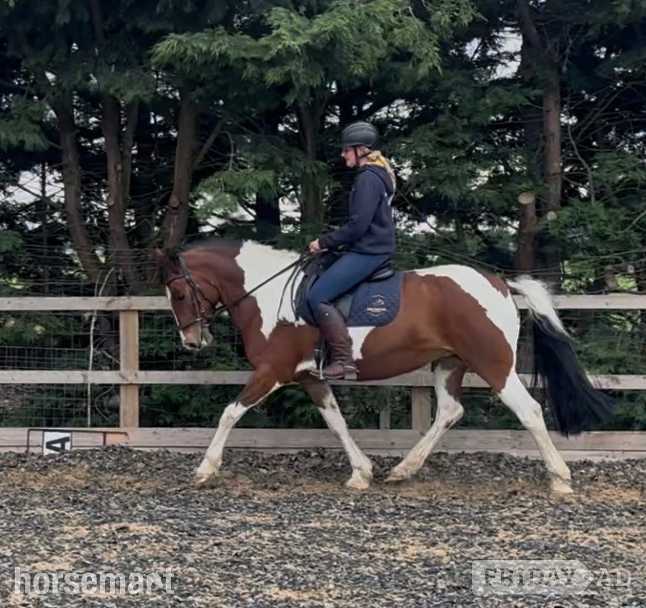 "Maisie " Coloured Mare All Rounder in Wainfleet All Saints