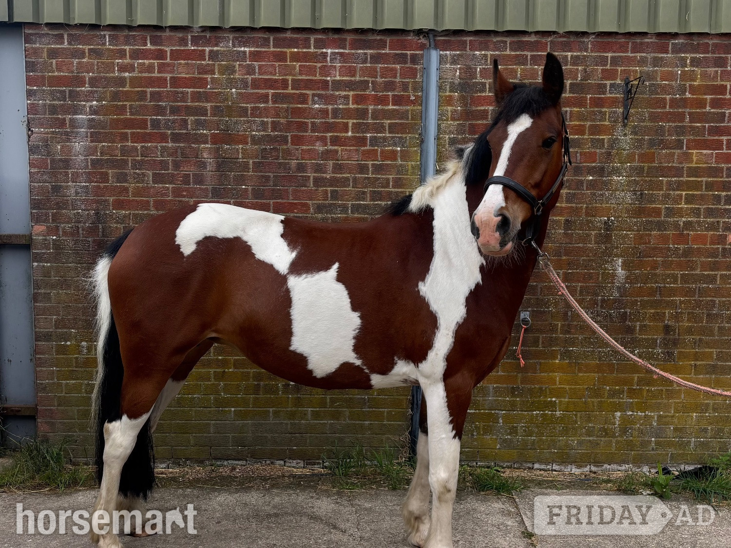 "Maisie " Coloured Mare All Rounder