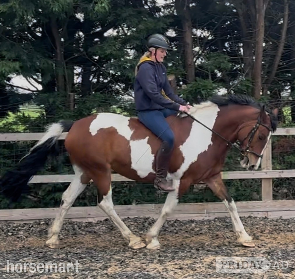 Wainfleet All Saints "Maisie " Coloured Mare All Rounder