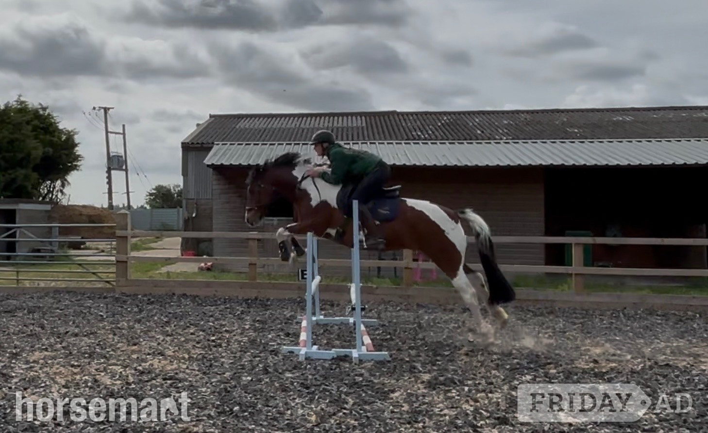 "Maisie " Coloured Mare All Rounder - Horses in Wainfleet All Saints