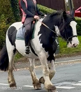 "Womble" Piebald Gelding All Rounder