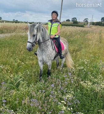 "Filly" Dapple Grey Mare Family Horse