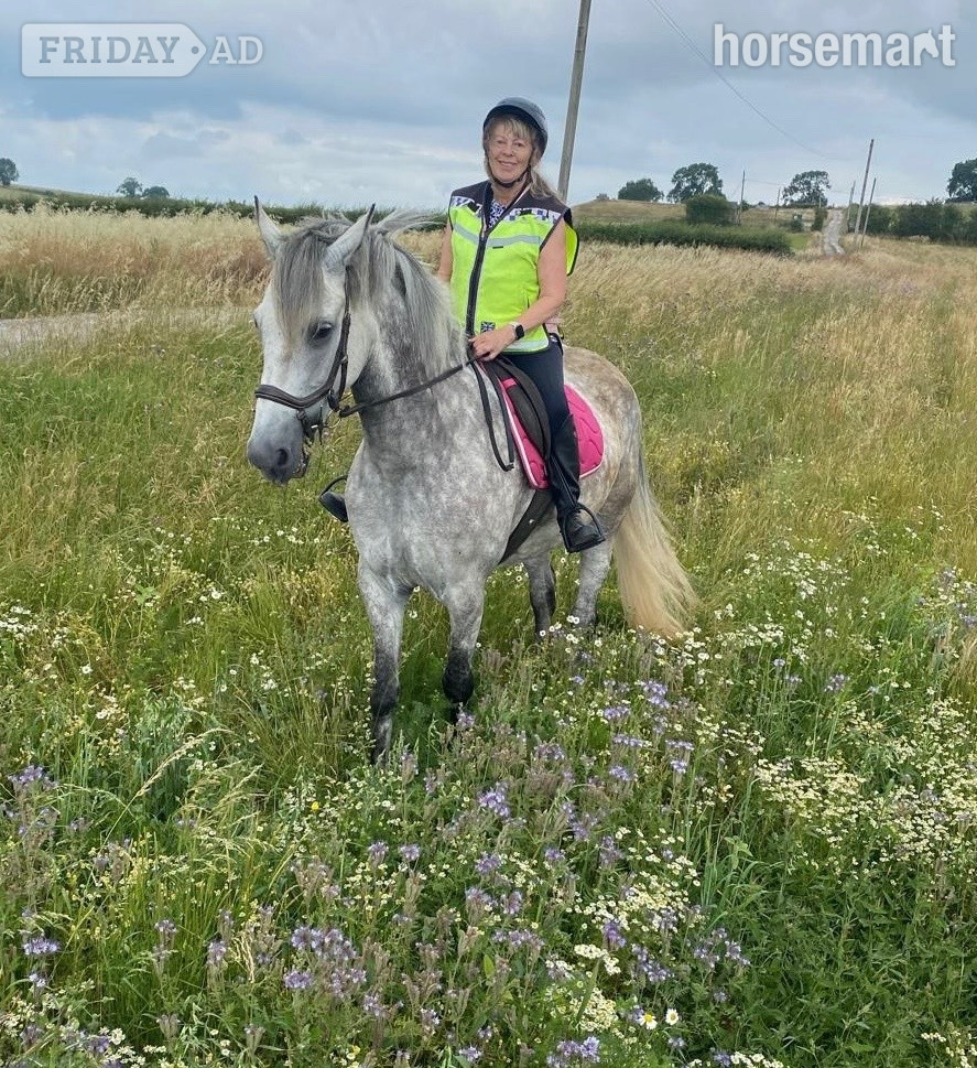 "Filly" Dapple Grey Mare Family Horse in Sandiacre