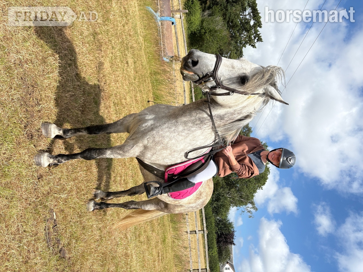 "Filly" Dapple Grey Mare Family Horse