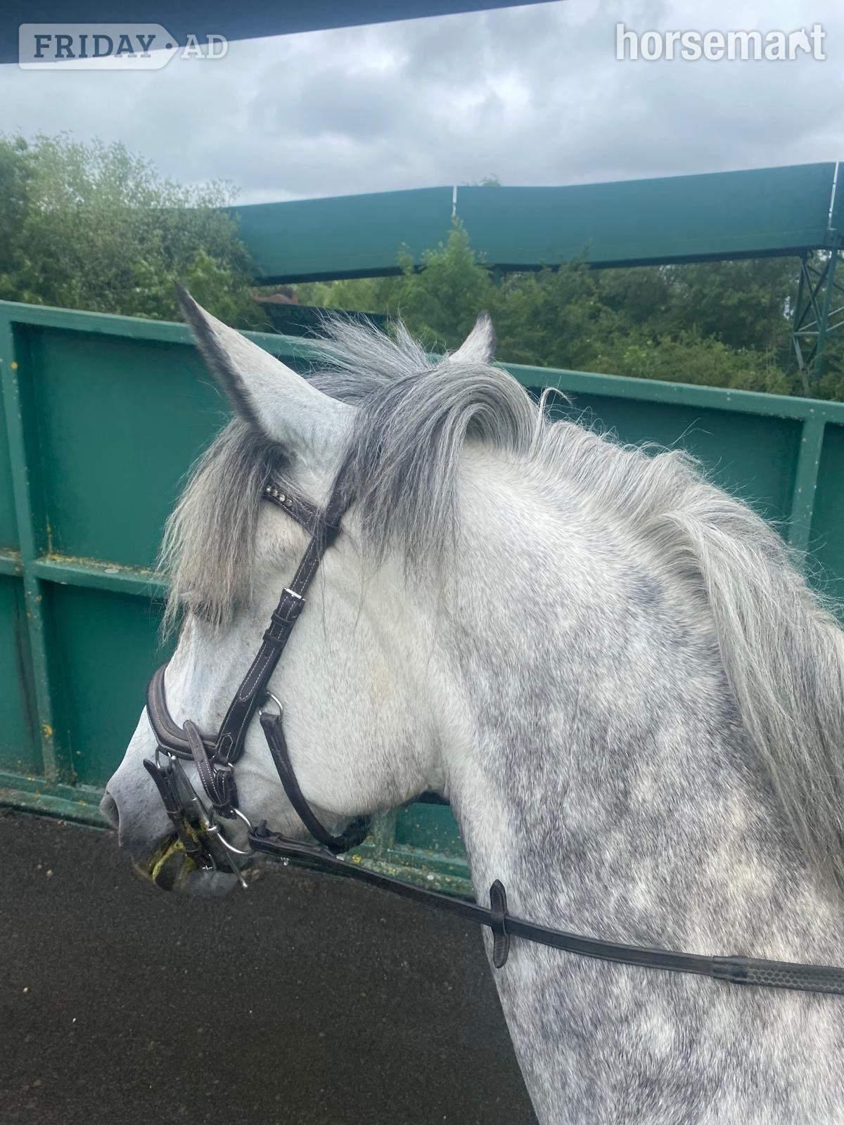 Sandiacre "Filly" Dapple Grey Mare Family Horse