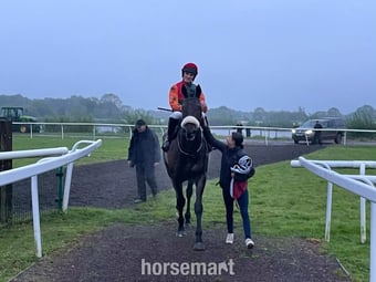 "Amenon" Bay Gelding All Rounder