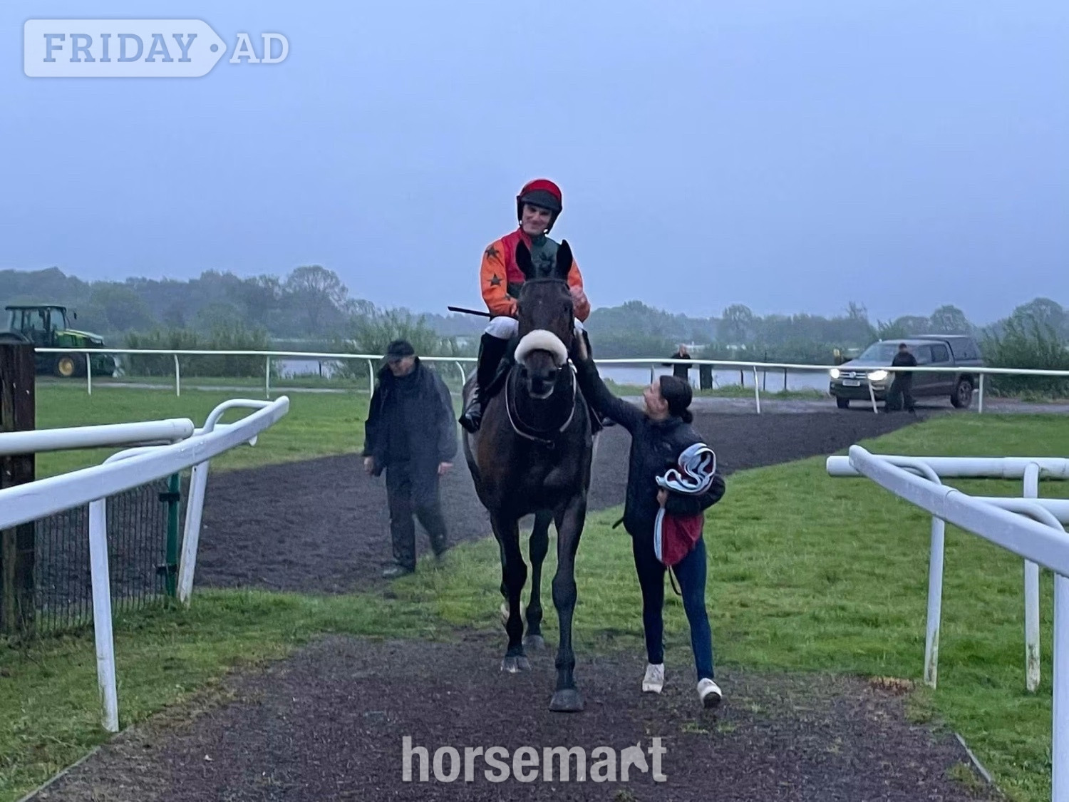 "Amenon" Bay Gelding All Rounder in Whitchurch