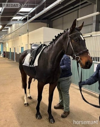 Ex racer companion or project full loan in Attleborough