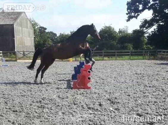 Ex racer companion or project full loan