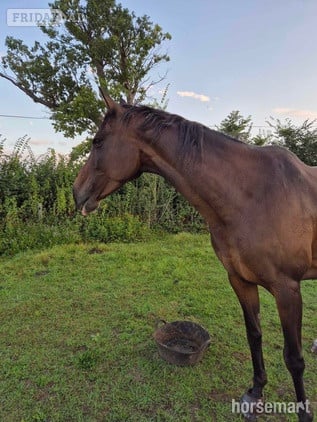 Attleborough Ex racer companion or project full loan