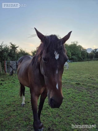 Ex racer companion or project full loan - Horses in Attleborough