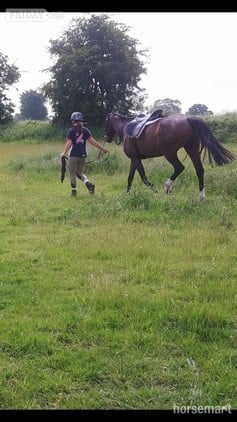 Ex racer companion or project full loan - Horses