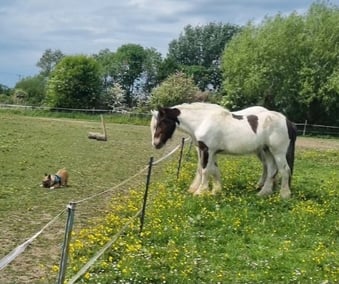 "Blazing Storm *BLAZE*" Piebald Gelding Cob/Heavy Horse