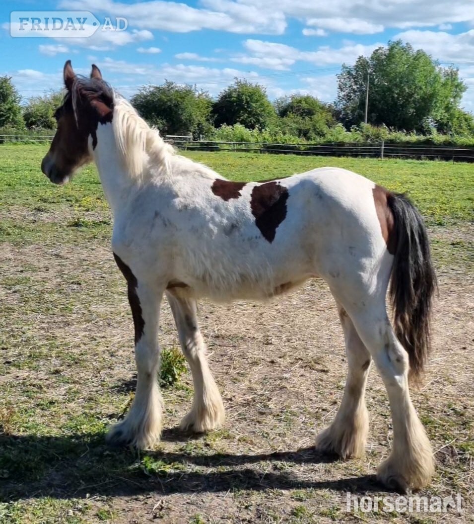"Blazing Storm *BLAZE*" Piebald Gelding Cob/Heavy Horse