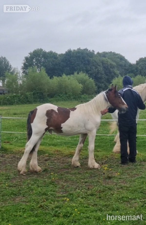 Bridgwater "Blazing Storm *BLAZE*" Piebald Gelding Cob/Heavy Horse