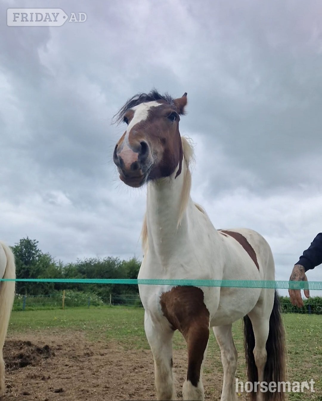 "Blazing Storm *BLAZE*" Piebald Gelding Cob/Heavy Horse - Horses in Bridgwater