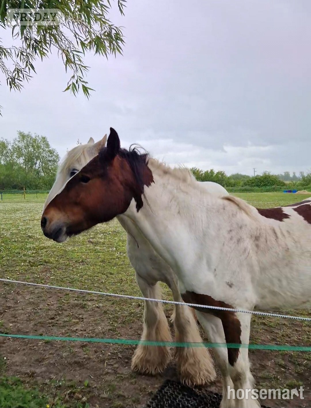 "Blazing Storm *BLAZE*" Piebald Gelding Cob/Heavy Horse - Horses