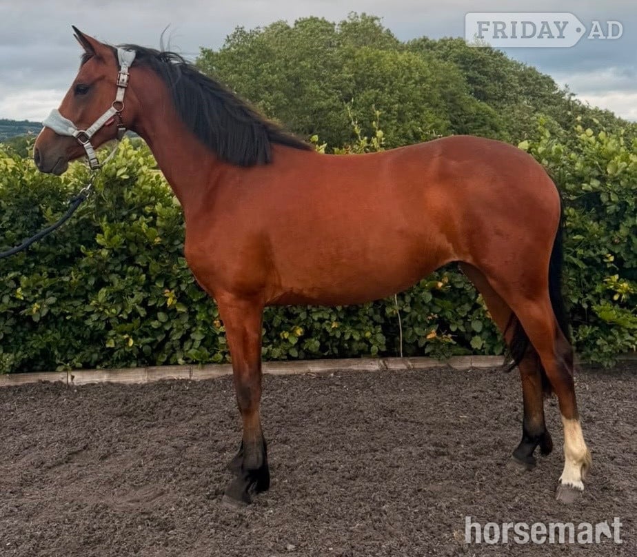 "Benaghrocks Phoenix" Bay Filly Youngstock / Foal in Bewdley