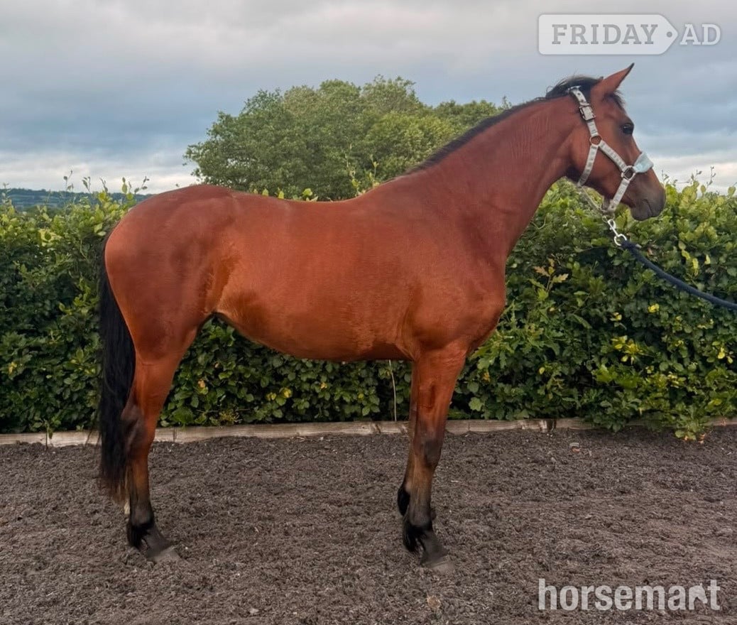 "Benaghrocks Phoenix" Bay Filly Youngstock / Foal