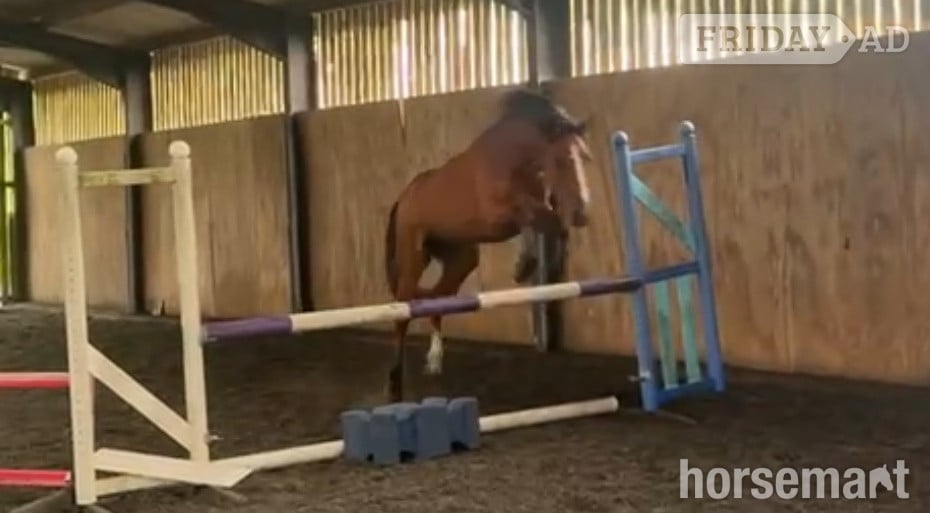 Bewdley "Benaghrocks Phoenix" Bay Filly Youngstock / Foal