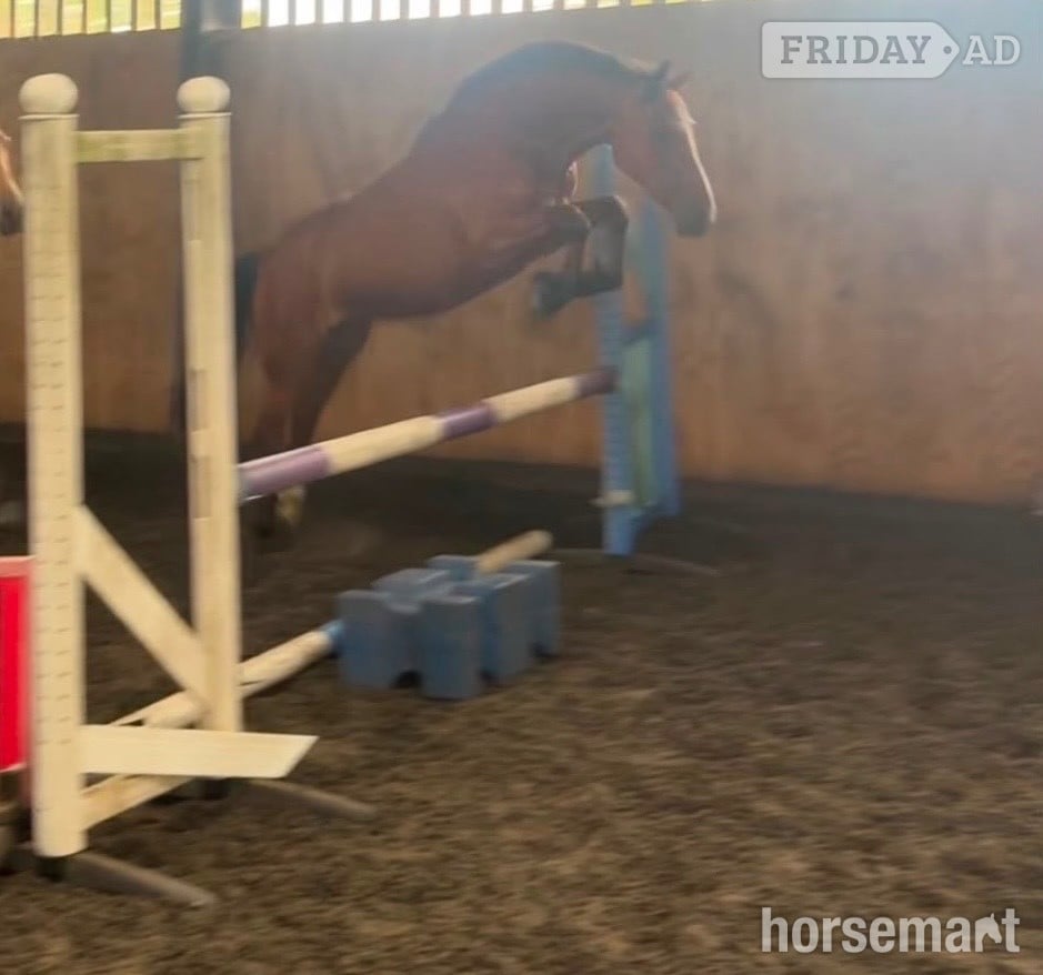 "Benaghrocks Phoenix" Bay Filly Youngstock / Foal - Horses in Bewdley