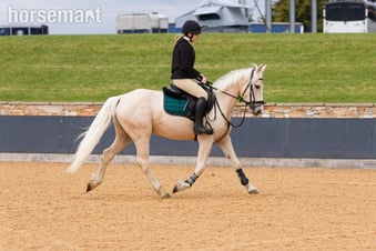 "Walter" Palomino Gelding Project Horse
