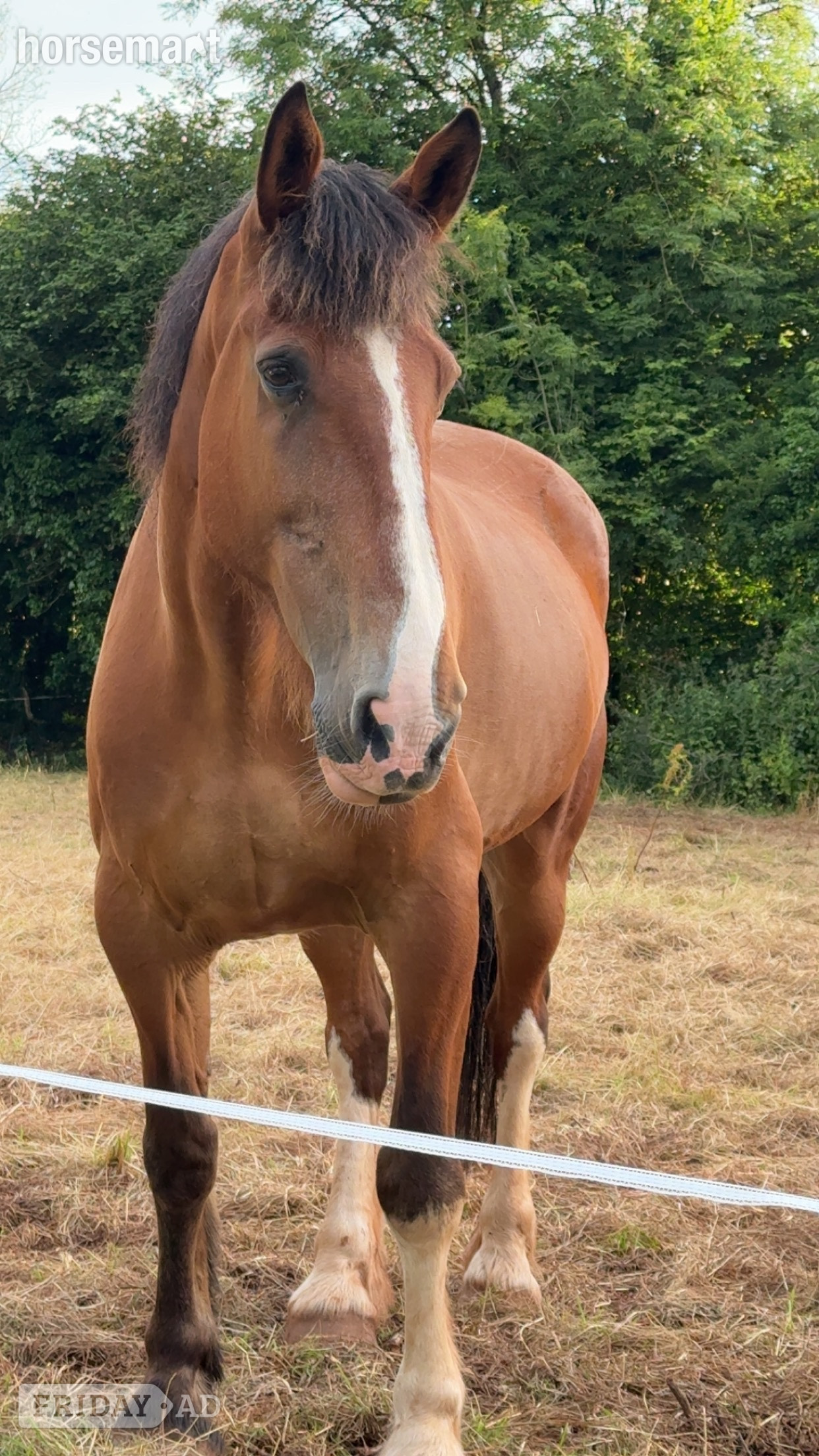 "Angus The First" Bay Gelding Cob/Heavy Horse in Radstock