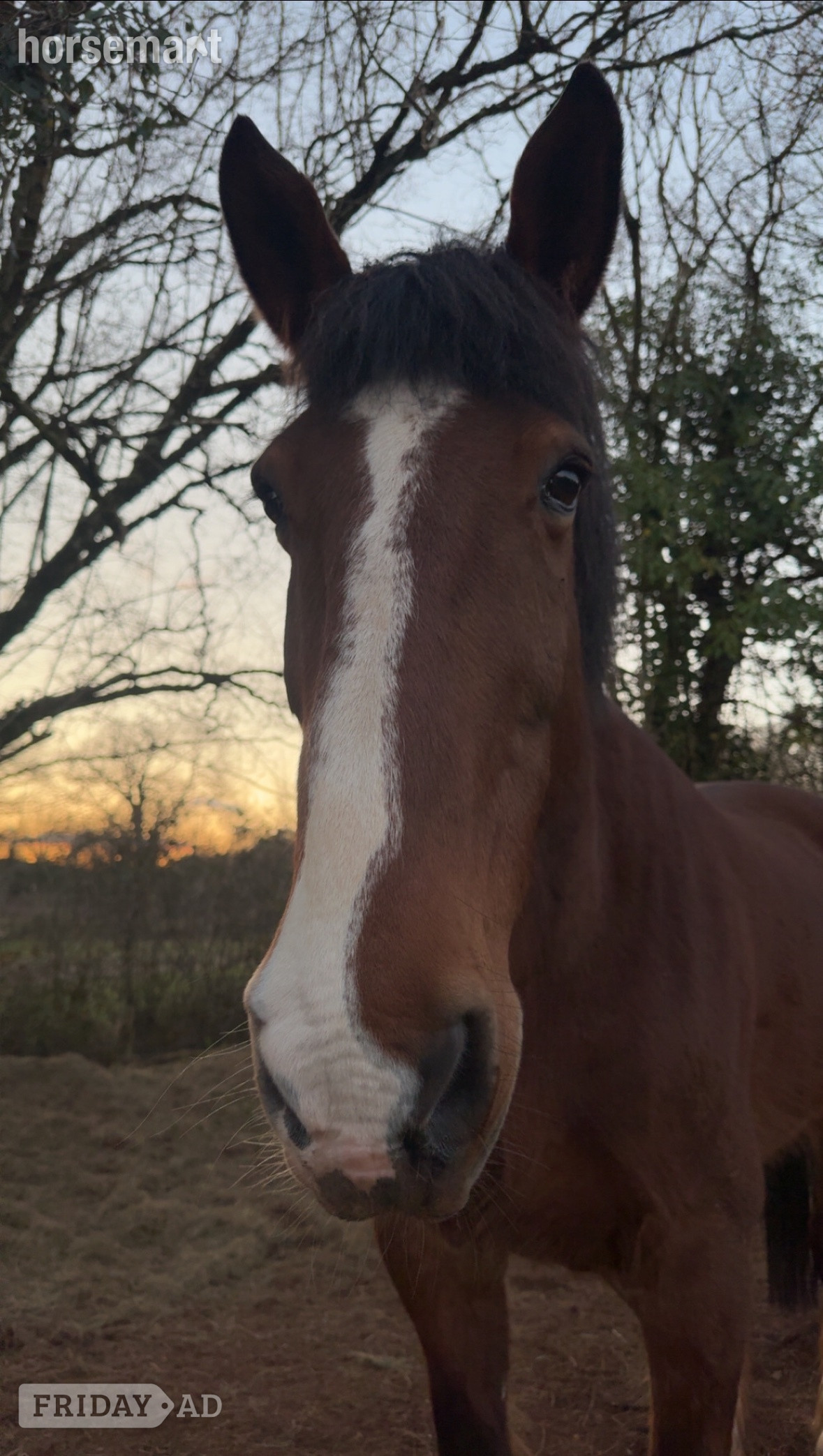 "Angus The First" Bay Gelding Cob/Heavy Horse - Horses in Radstock