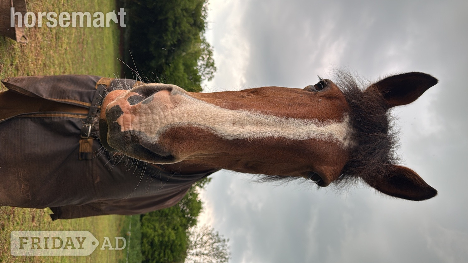 "Angus The First" Bay Gelding Cob/Heavy Horse - Horses