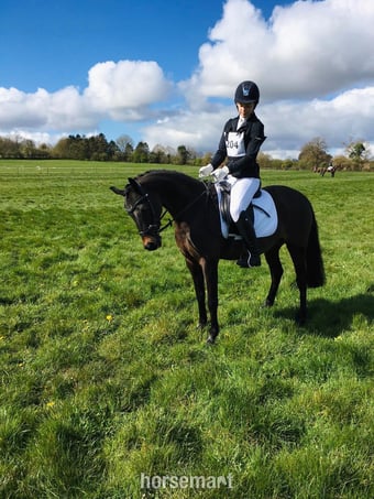 "Mylo" Dark Bay Gelding All Rounder