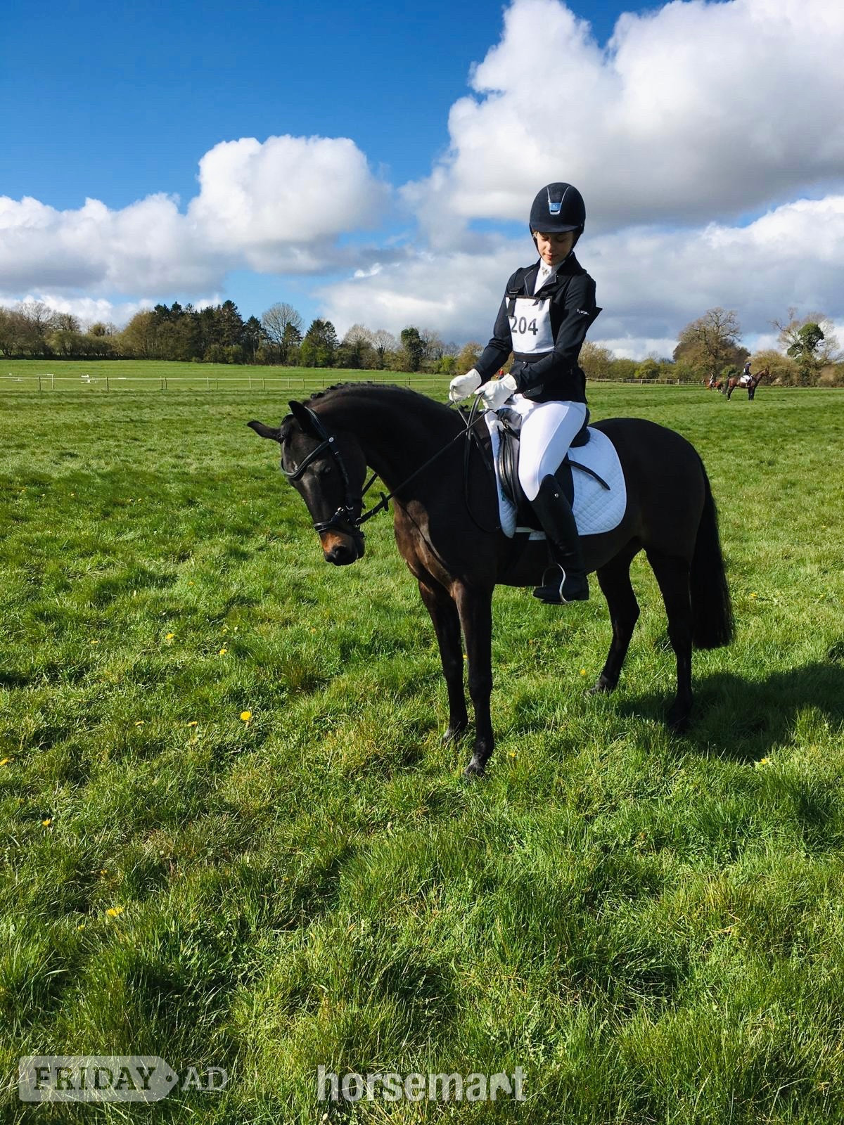 "Mylo" Dark Bay Gelding All Rounder in Scarning