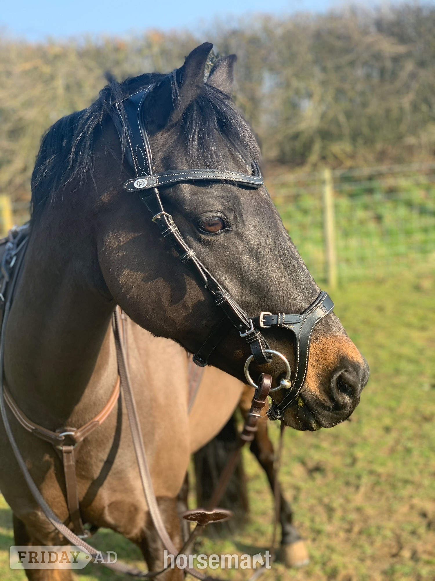 "Mylo" Dark Bay Gelding All Rounder