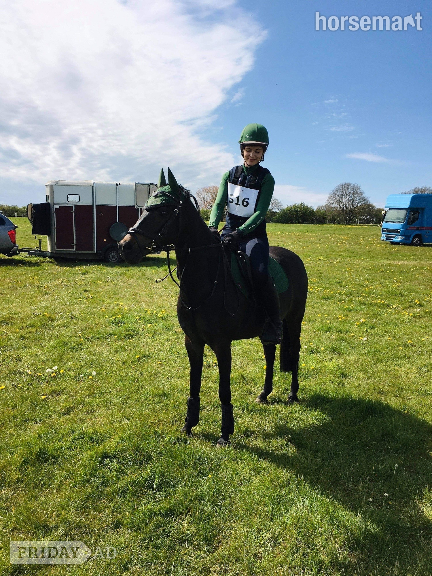 Scarning "Mylo" Dark Bay Gelding All Rounder