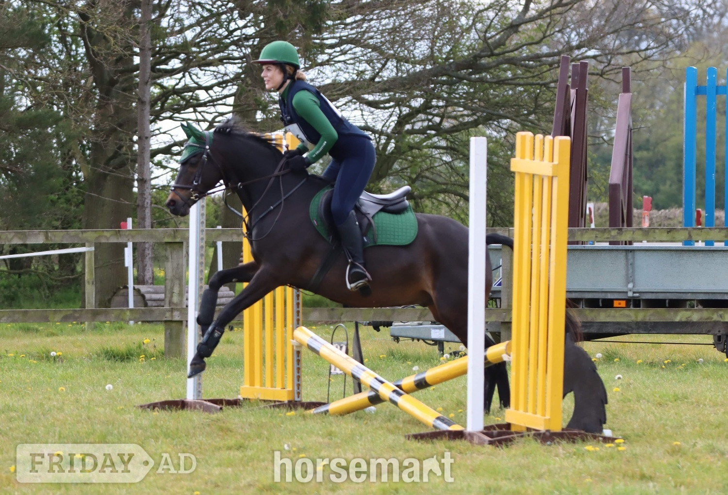 "Mylo" Dark Bay Gelding All Rounder - Horses in Scarning