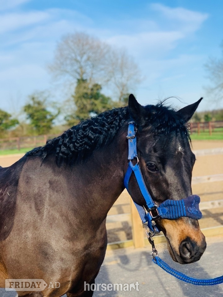 "Mylo" Dark Bay Gelding All Rounder - Horses